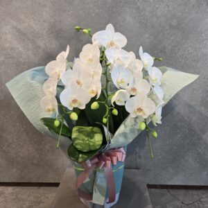 御供 胡蝶蘭 ミディ