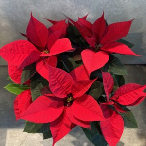 ポインセチア鉢