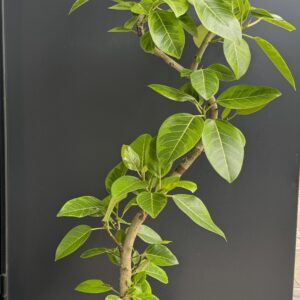 フィカス　アルテシマ（曲げ）