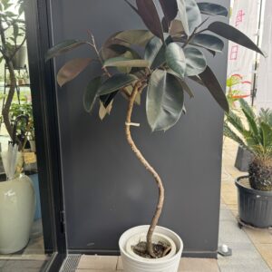 インドゴムの木　バーガンディ（曲げ）