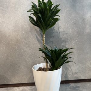 ドラセナコンパクタ