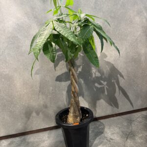 パキラ　アミ７号