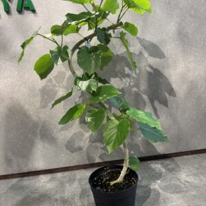 ウンベラータ６号鉢