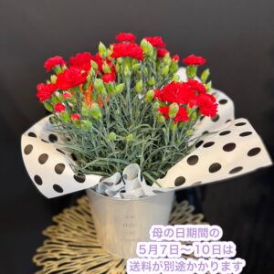 母の日カーネーション花鉢