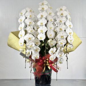 御祝 胡蝶蘭 5本立(注文対応)