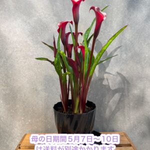 母の日限定　カラー　花鉢（赤）