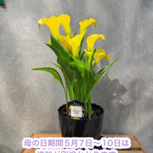 母の日限定　カラー花鉢（イエロー）