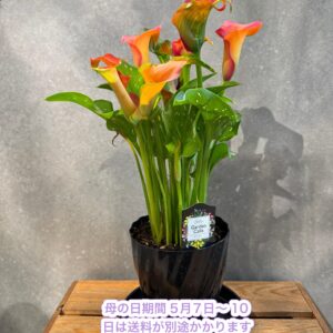 母の日限定　カラー花鉢（オレンジ）