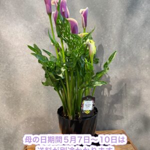 母の日限定　カラー花鉢（複色紫）