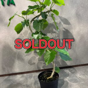 ウンベラータ6号鉢