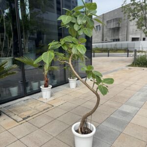 フィカスアルティシマ８号