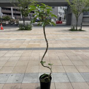 ツピタンサス