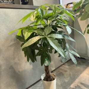 パキラ アミ7号