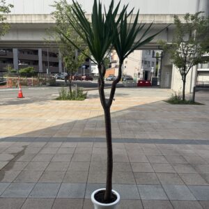 ユッカ 8号