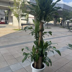 ドラセナ マッサン10号